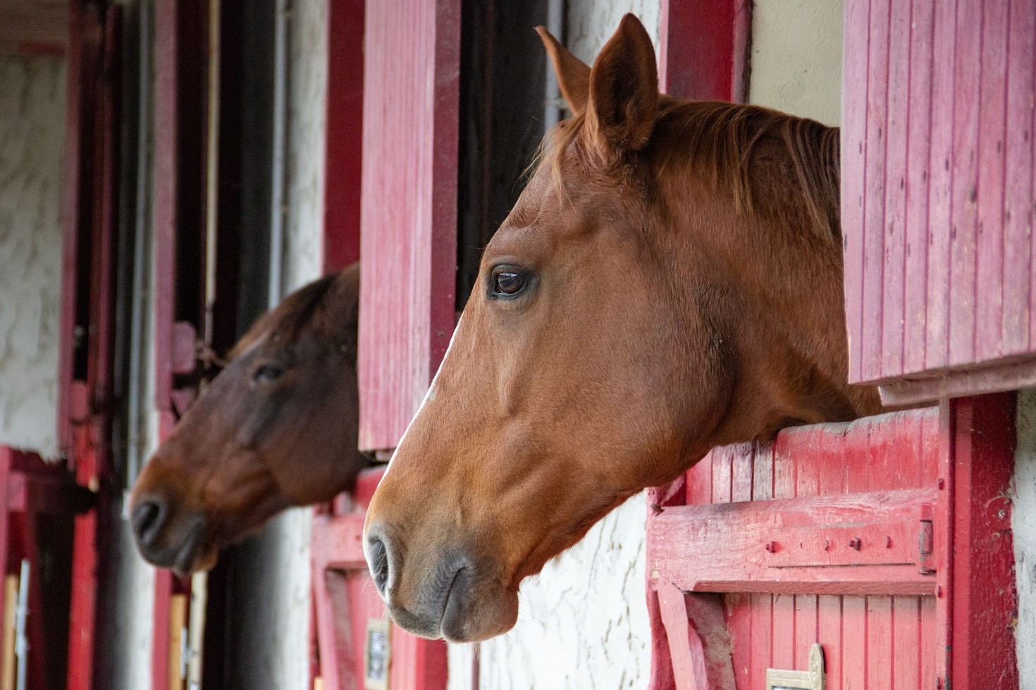 How Compassionate Training Improves Horse-Human Relationships