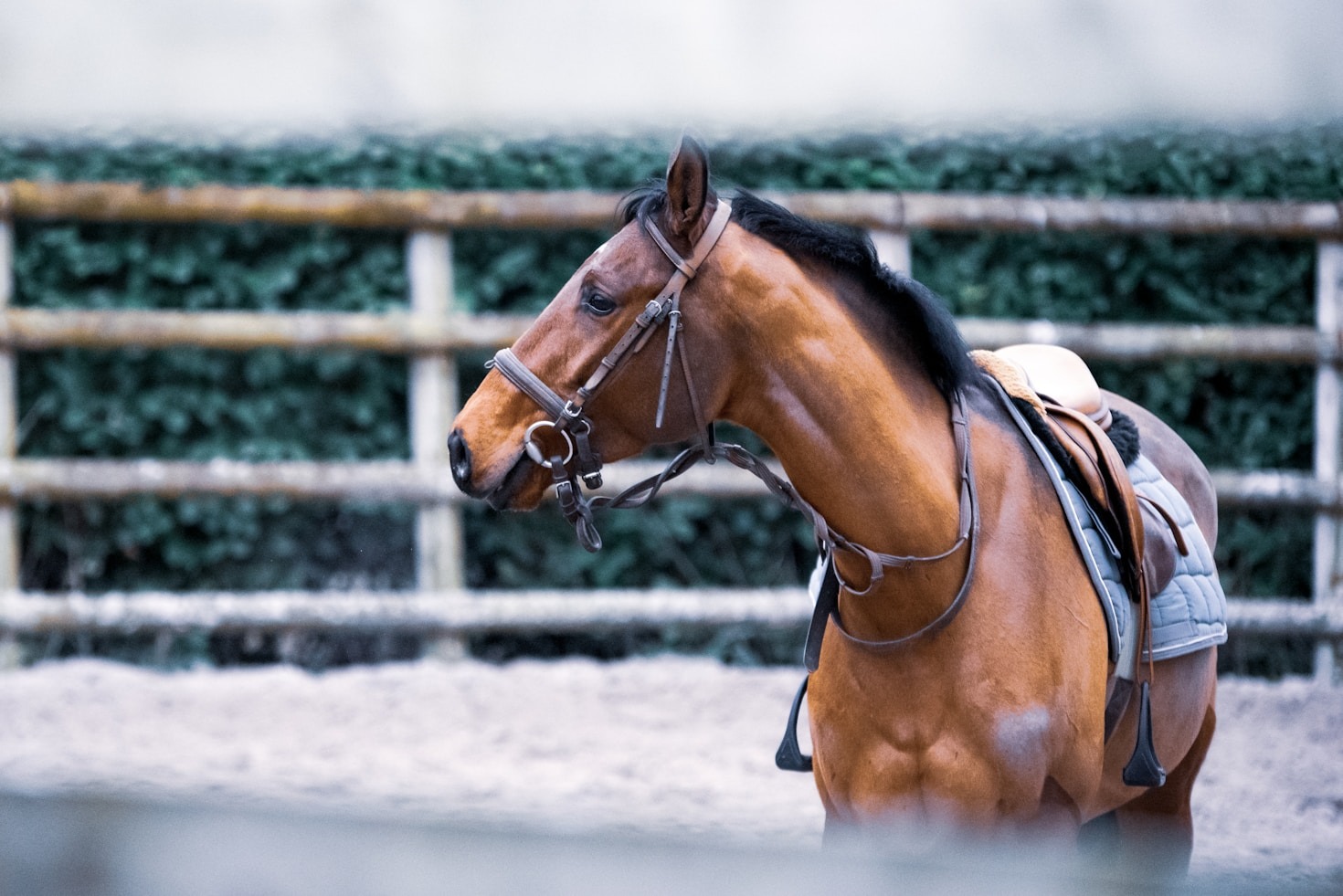 The Principles of Ethical Equine Training by Kelly McVie