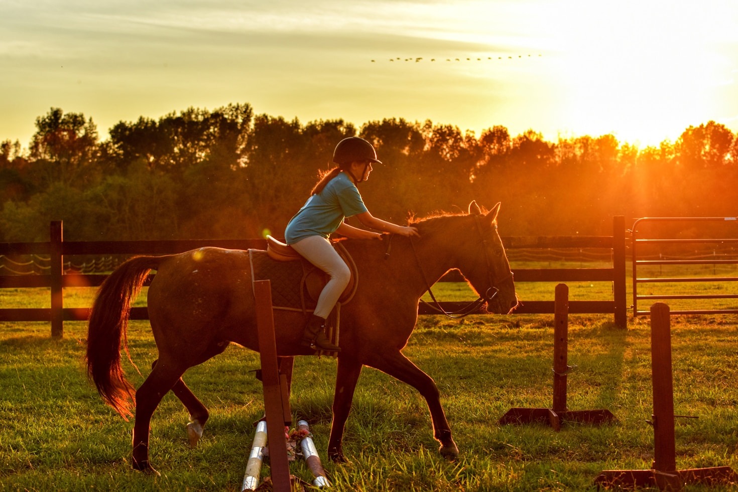 Why Respect Matters in Horse Training