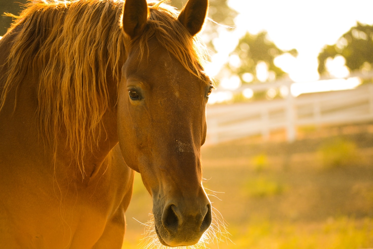 Understanding Your Horse: A Path to Harmony