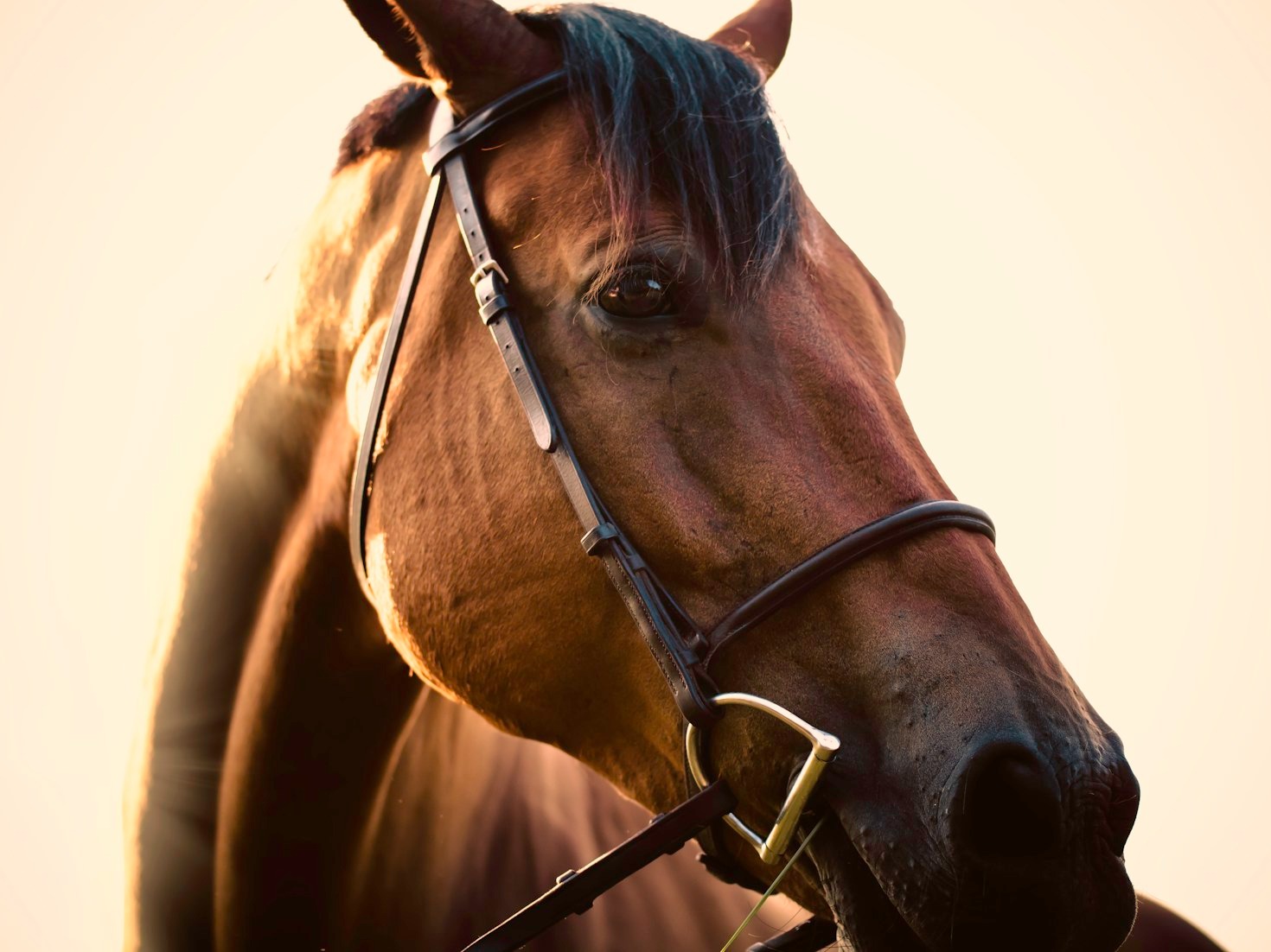 Ethical Practices for Caring and Training Horses